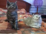 Кошки, котята Британская длинношёрстная, цена 800 Грн., Фото