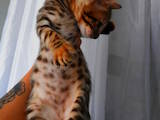Кішки, кошенята Бенгальськая, ціна 7000 Грн., Фото