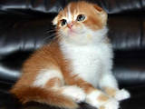 Кішки, кошенята Шотландська висловуха, ціна 6500 Грн., Фото