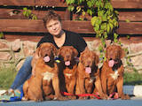 Собаки, щенята Бордоський дог, ціна 27000 Грн., Фото