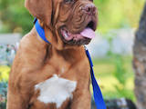 Собаки, щенки Бордосский дог, цена 27000 Грн., Фото