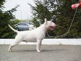 Собаки, щенята Бультер'єр, ціна 20000 Грн., Фото