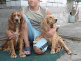 Собаки, щенята Англійський коккер, ціна 500 Грн., Фото