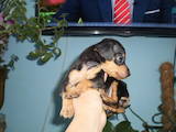 Собаки, щенята Російський гладкошерстий тойтерьер, ціна 5000 Грн., Фото
