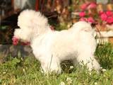 Собаки, щенята Бішон фрісе, ціна 30000 Грн., Фото