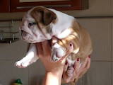 Собаки, щенки Английский бульдог, цена 29000 Грн., Фото