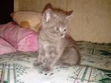 Кошки, котята Шотландская вислоухая, цена 800 Грн., Фото
