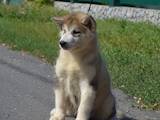 Собаки, щенки Аляскинский маламут, цена 6000 Грн., Фото