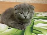 Кошки, котята Шотландская вислоухая, цена 2500 Грн., Фото