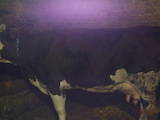 Тваринництво,  Сільгосп тварини Крупно-рогата худоба, ціна 13500 Грн., Фото