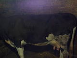 Тваринництво,  Сільгосп тварини Крупно-рогата худоба, ціна 13500 Грн., Фото