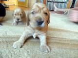 Собаки, щенята Англійський коккер, ціна 1200 Грн., Фото