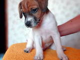 Собаки, щенята Джек Рассел тер'єр, ціна 10000 Грн., Фото
