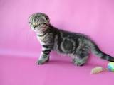 Кошки, котята Шотландская вислоухая, цена 5900 Грн., Фото