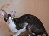 Кошки, котята Корниш-рекс, цена 700 Грн., Фото