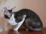 Кішки, кошенята Корніш-рекс, ціна 700 Грн., Фото