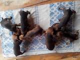 Собаки, щенки Жесткошерстная такса, цена 3000 Грн., Фото