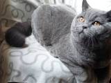 Кошки, котята Шотландская короткошерстная, цена 200 Грн., Фото