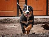 Собаки, щенята Гірський собака Берна, ціна 20000 Грн., Фото