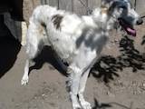 Собаки, щенята Російський хорт, ціна 5000 Грн., Фото