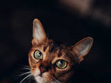 Кошки, котята Абиссинская, цена 2600 Грн., Фото