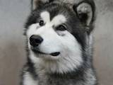 Собаки, щенята Аляска маламут, ціна 8000 Грн., Фото