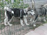 Собаки, щенки Аляскинский маламут, цена 8000 Грн., Фото