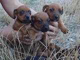 Собаки, щенята Гладкошерста такса, ціна 900 Грн., Фото