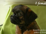 Собаки, щенки Брабантский гриффон, цена 12500 Грн., Фото