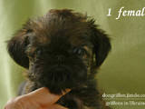 Собаки, щенки Брабантский гриффон, цена 12500 Грн., Фото