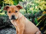 Собаки, щенки Мальоркский бульдог (Ка Де Бо), цена 5000 Грн., Фото
