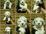 Собаки, щенята Бобтейль, ціна 20000 Грн., Фото