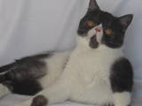 Кошки, котята Экзотическая короткошерстная, цена 4650 Грн., Фото