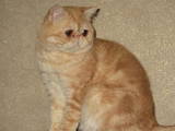 Кошки, котята Экзотическая короткошерстная, цена 4650 Грн., Фото