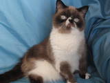 Кішки, кошенята Екзотична короткошерста, ціна 4650 Грн., Фото