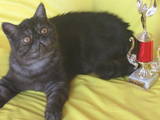 Кішки, кошенята Екзотична короткошерста, ціна 4360 Грн., Фото
