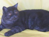 Кошки, котята Экзотическая короткошерстная, цена 4360 Грн., Фото