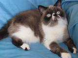 Кішки, кошенята Екзотична короткошерста, ціна 4360 Грн., Фото