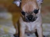 Собаки, щенки Чихуа-хуа, цена 7500 Грн., Фото