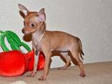 Собаки, щенки Русский гладкошерстный тойтерьер, цена 10000 Грн., Фото
