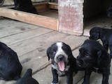 Собаки, щенки Английский коккер, цена 1050 Грн., Фото