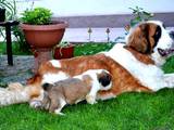 Собаки, щенята Сенбернар, ціна 100 Грн., Фото