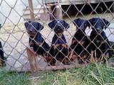 Собаки, щенки Ягдтерьер, цена 2500 Грн., Фото
