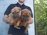 Собаки, щенки Шарпей, цена 3000 Грн., Фото