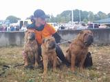 Собаки, щенята Шарпей, ціна 3000 Грн., Фото