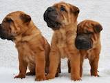 Собаки, щенки Шарпей, цена 2600 Грн., Фото