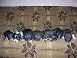 Собаки, щенки Кавказская овчарка, цена 2000 Грн., Фото