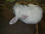Животноводство Кролиководство, цена 350 Грн., Фото