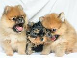 Собаки, щенки Померанский шпиц, цена 25000 Грн., Фото