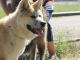Собаки, щенята Акіта-іну, ціна 9000 Грн., Фото